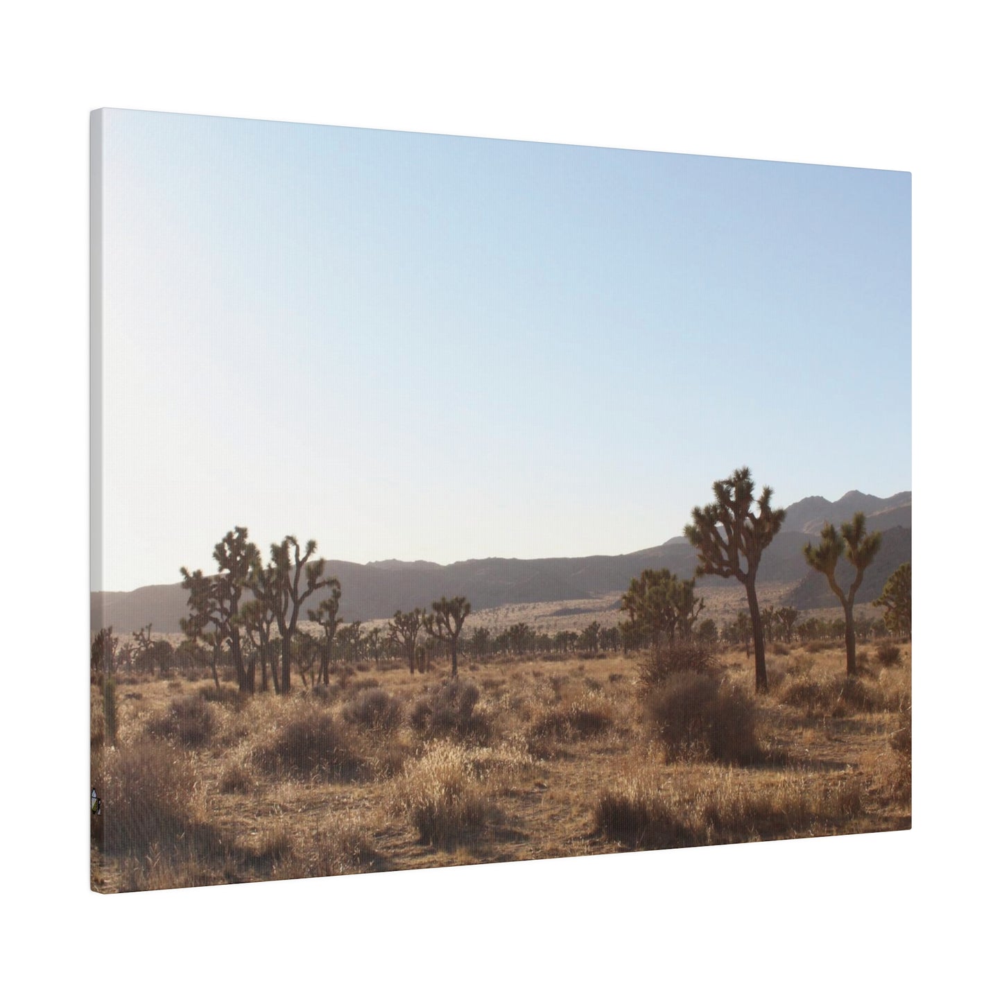 Joshua Tree, Canvas Stretched 0.75"