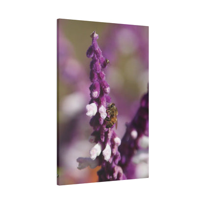 Honey Bee on Lavender, Stretched Canvas 0.75''