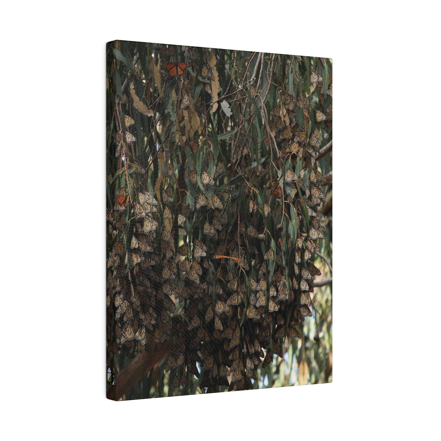 A Roost of Clustered Monarch Butterflies on Canvas, Stretched, 0.75"