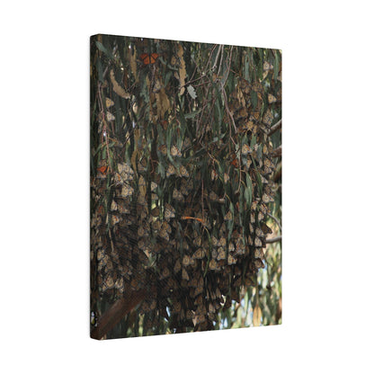 A Roost of Clustered Monarch Butterflies on Canvas, Stretched, 0.75"