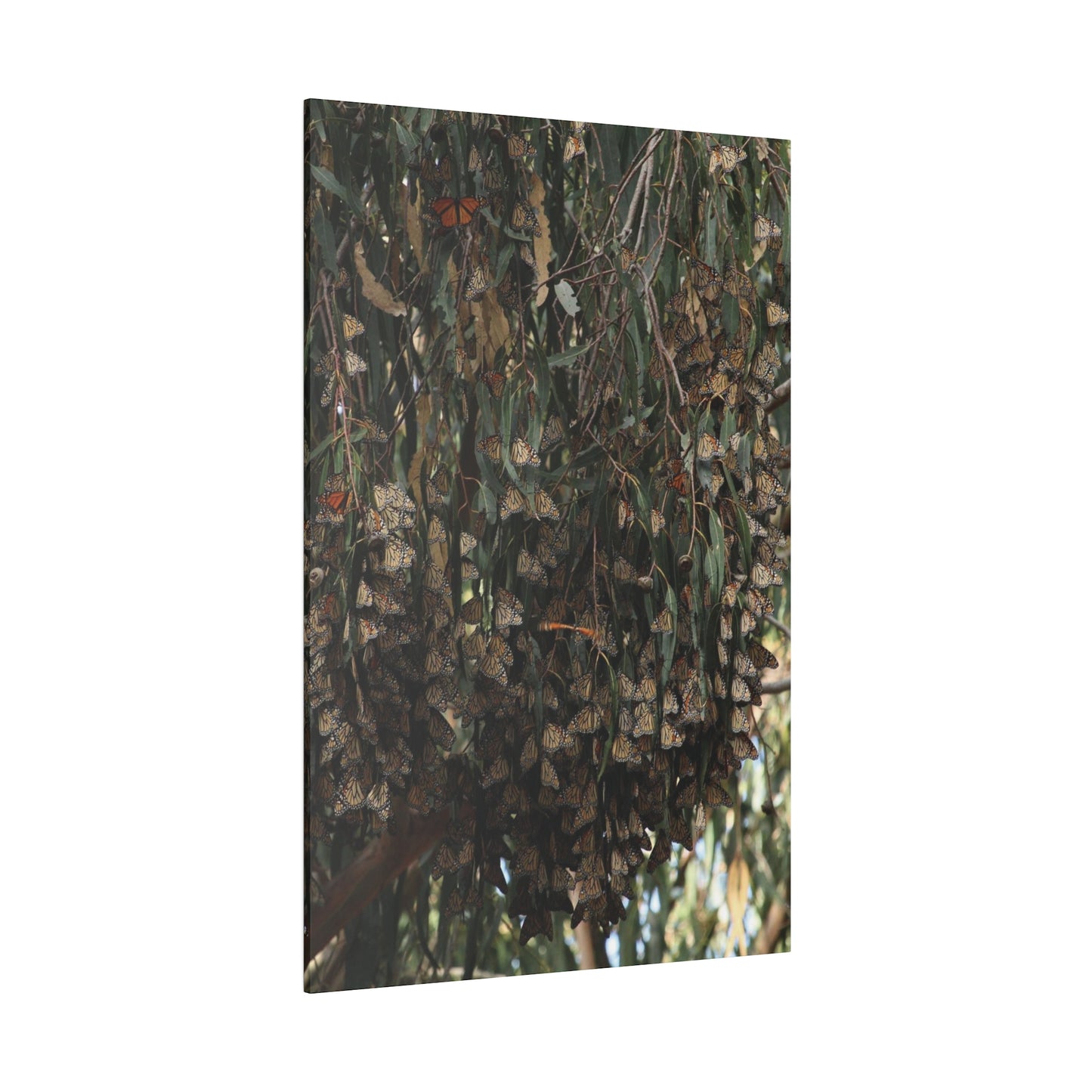 A Roost of Clustered Monarch Butterflies on Canvas, Stretched, 0.75"