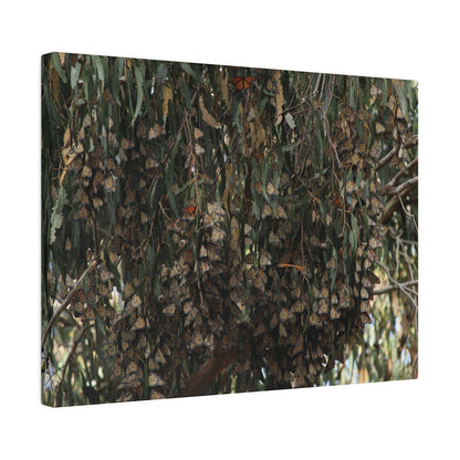 A Roost of Clustered Monarch Butterflies on Canvas, Stretched, 0.75"