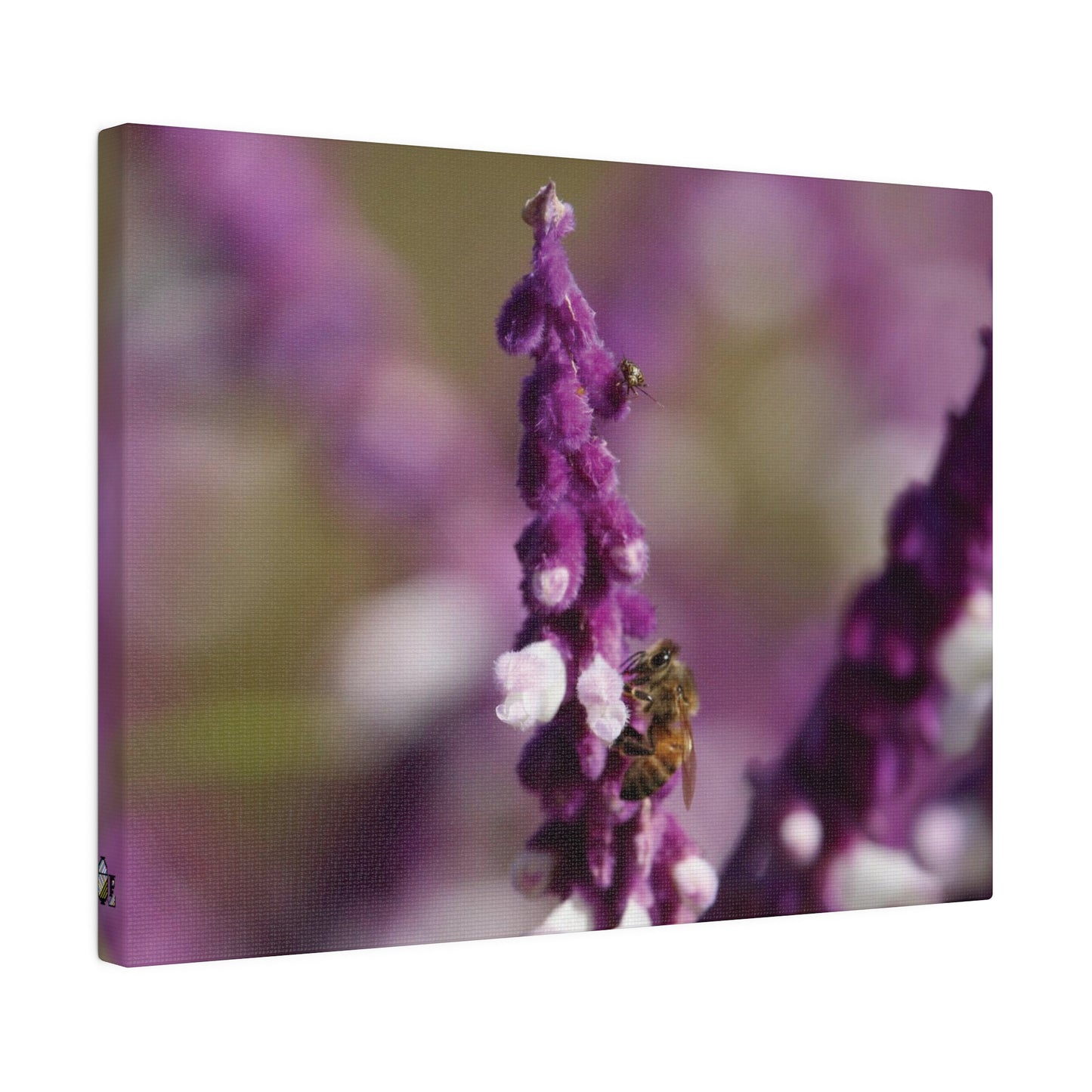 Honey Bee on Lavender, Stretched Canvas 0.75''