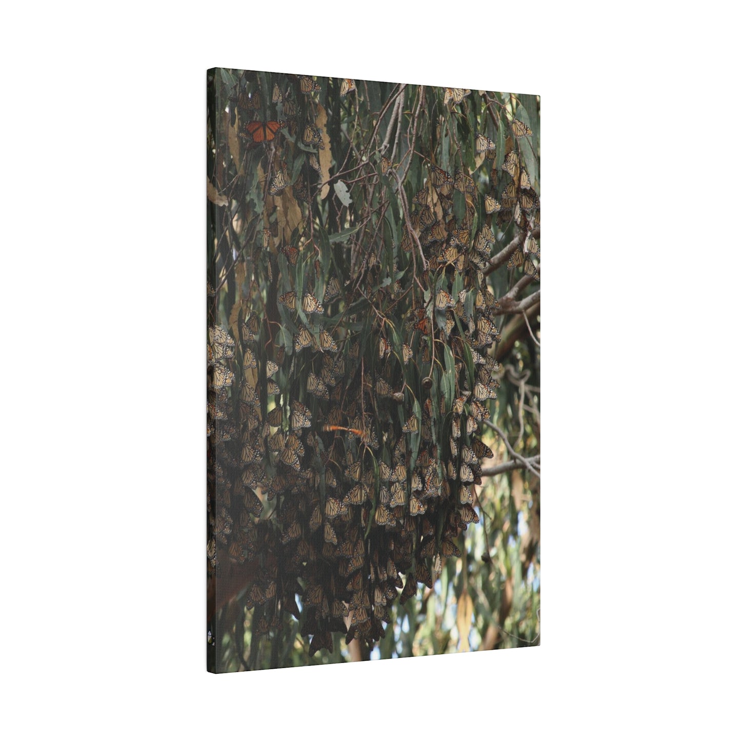 A Roost of Clustered Monarch Butterflies on Canvas, Stretched, 0.75"