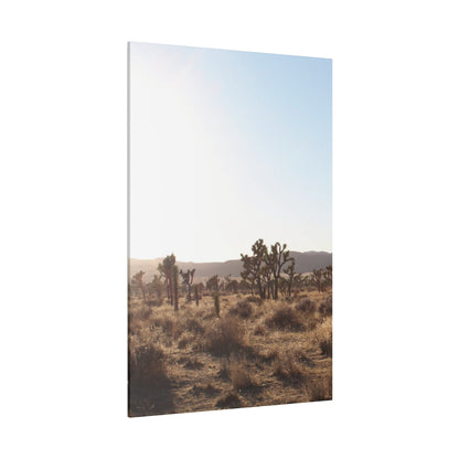 Joshua Tree, Canvas Stretched 0.75"