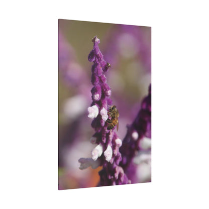 Honey Bee on Lavender, Stretched Canvas 0.75''