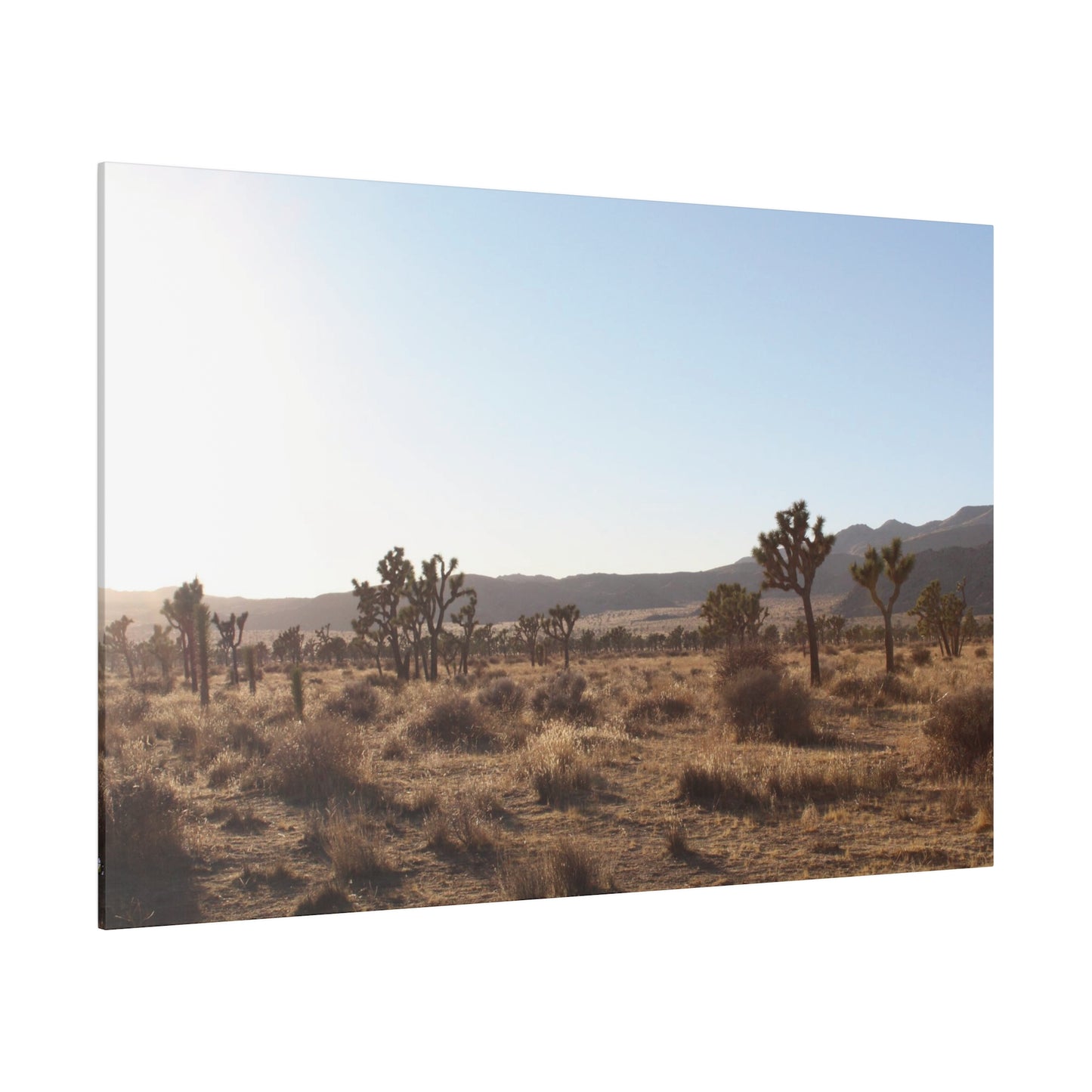 Joshua Tree, Canvas Stretched 0.75"