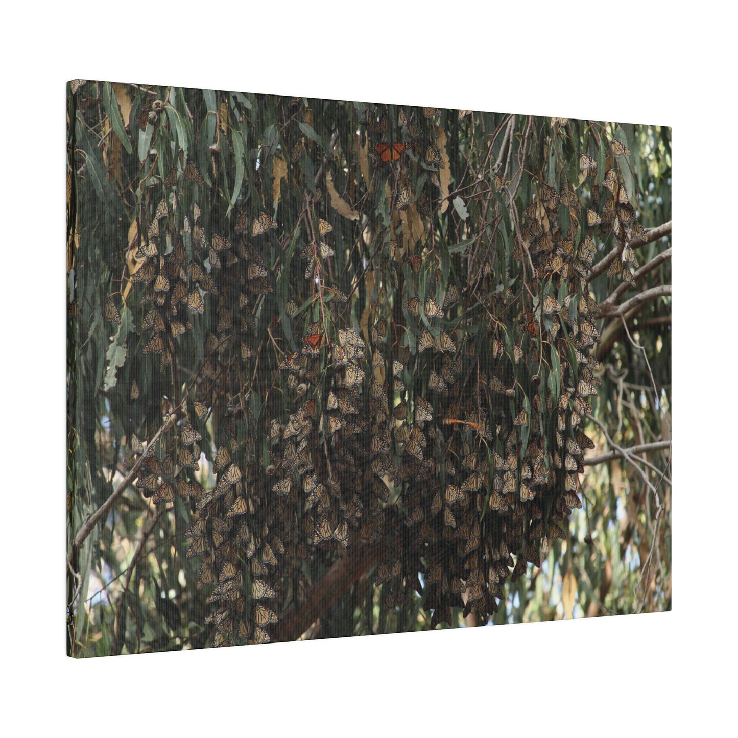 A Roost of Clustered Monarch Butterflies on Canvas, Stretched, 0.75"