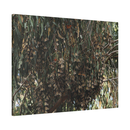 A Roost of Clustered Monarch Butterflies on Canvas, Stretched, 0.75"