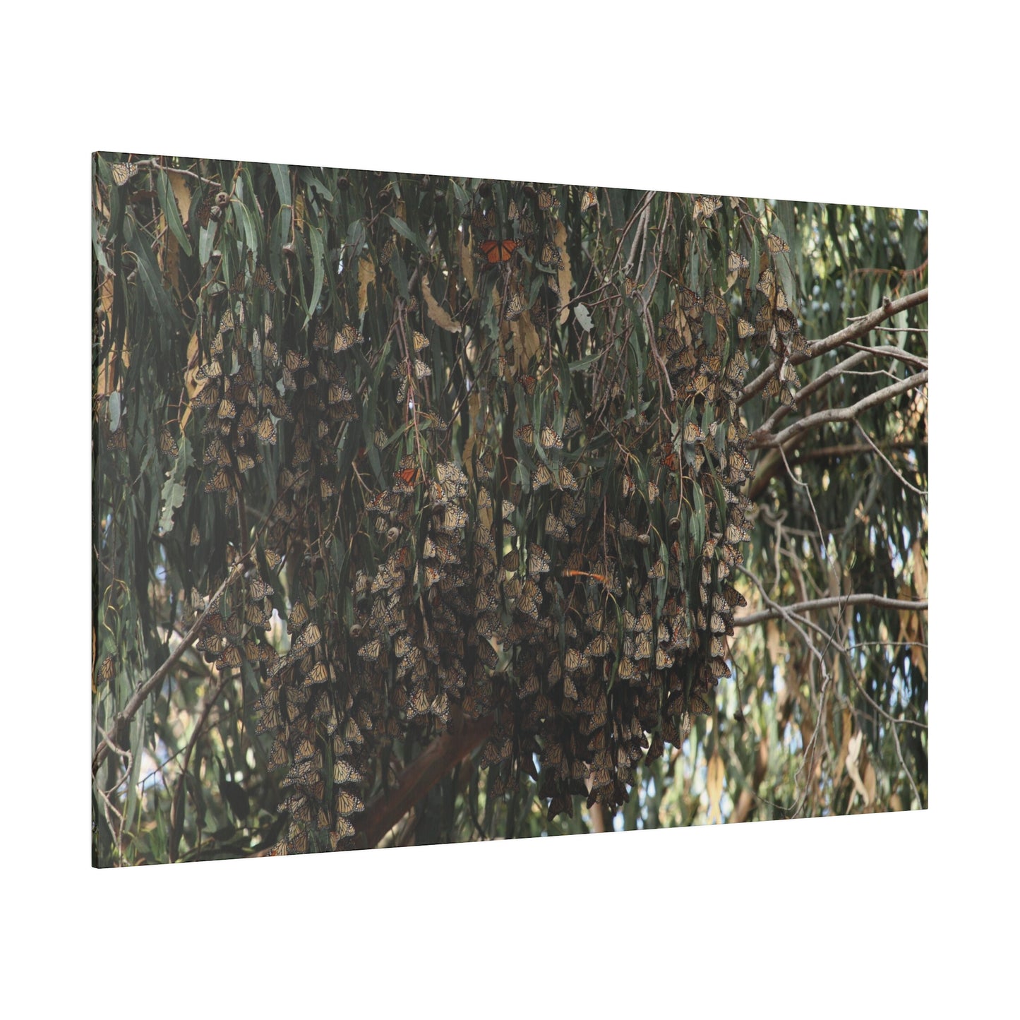 A Roost of Clustered Monarch Butterflies on Canvas, Stretched, 0.75"