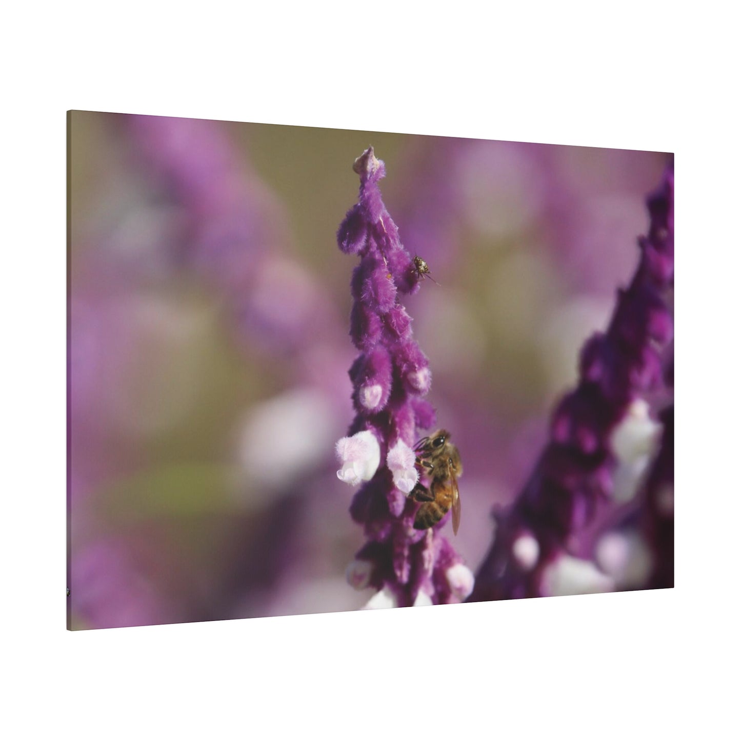 Honey Bee on Lavender, Stretched Canvas 0.75''