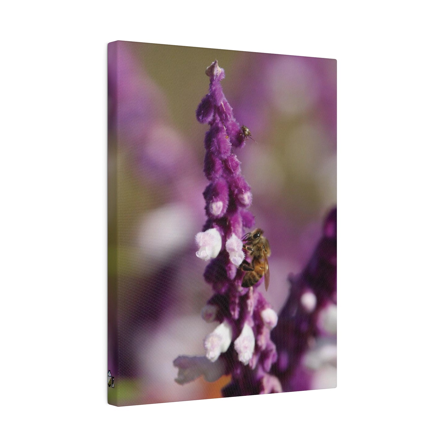 Honey Bee on Lavender, Stretched Canvas 0.75''