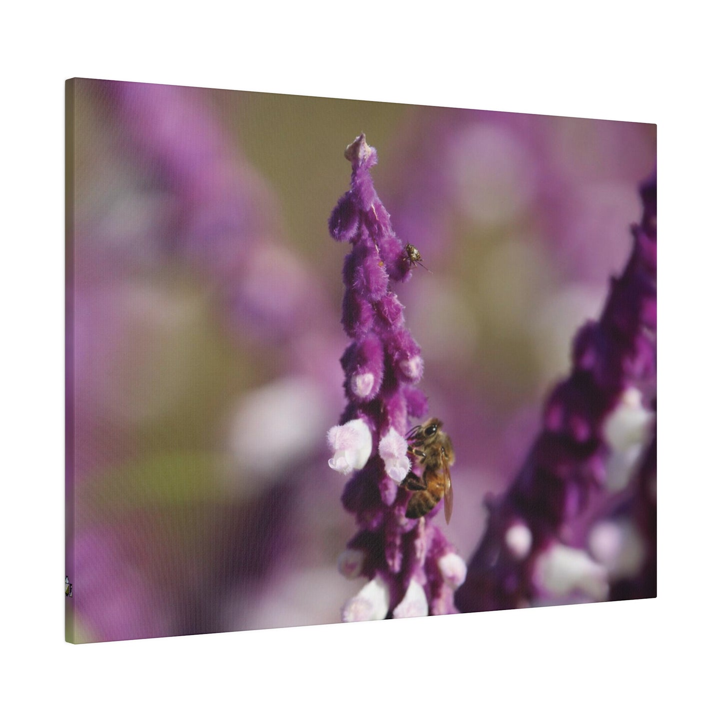 Honey Bee on Lavender, Stretched Canvas 0.75''